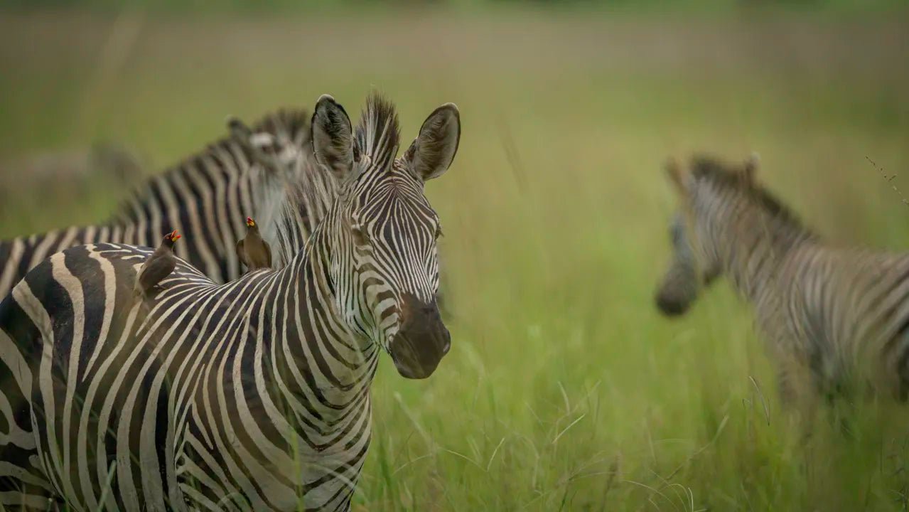 From Arusha: 3 - Days Safari to Serengeti National Park and Ngorongoro Crater