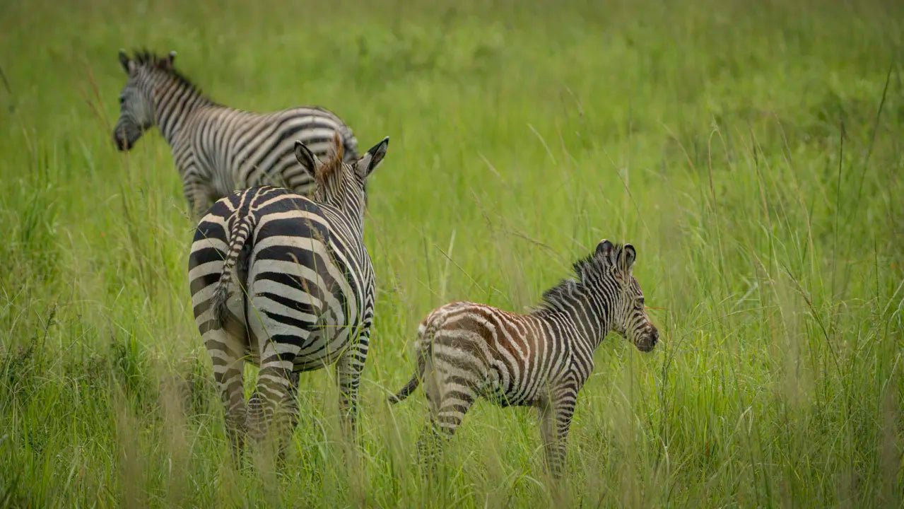From Arusha: 3 - Days Safari to Serengeti National Park and Ngorongoro Crater