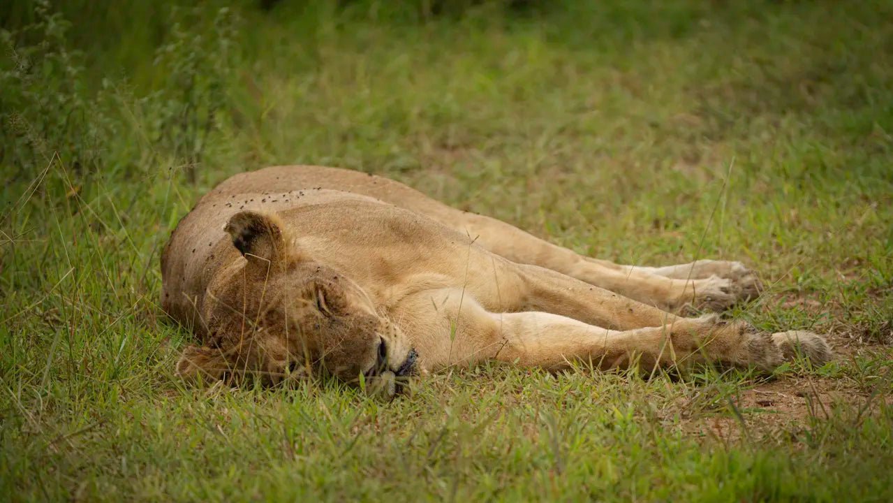 From Arusha: 3 - Days Safari to Serengeti National Park and Ngorongoro Crater