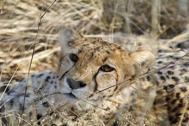 From Arusha: 5 - Day Private Safari to Tarangire, Serengeti, Ngorongoro and Lake Manyara