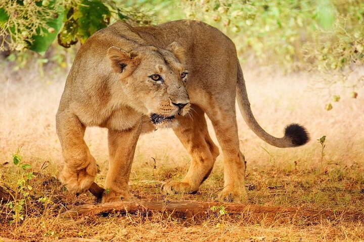 From Arusha: 5 - Day Private Safari to Tarangire, Serengeti, Ngorongoro and Lake Manyara