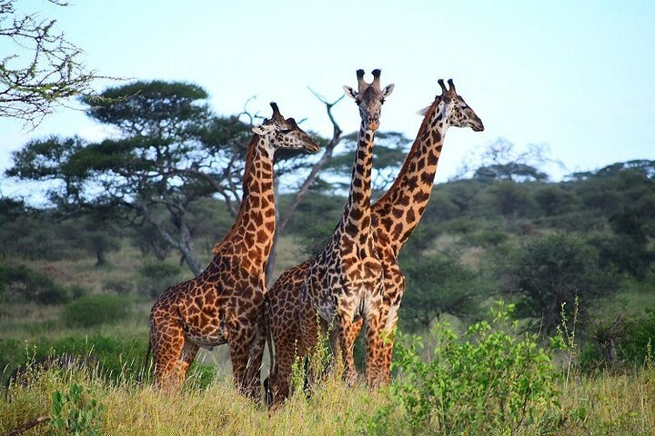 From Arusha: 5 - Day Private Safari to Tarangire, Serengeti, Ngorongoro and Lake Manyara