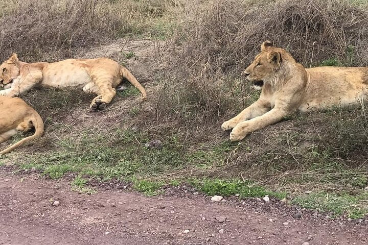From Arusha: 5 - Day Private Safari to Tarangire, Serengeti, Ngorongoro and Lake Manyara