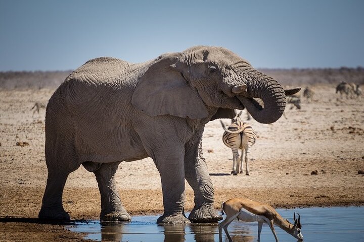 From Arusha: 5 - Day Private Safari to Tarangire, Serengeti, Ngorongoro and Lake Manyara