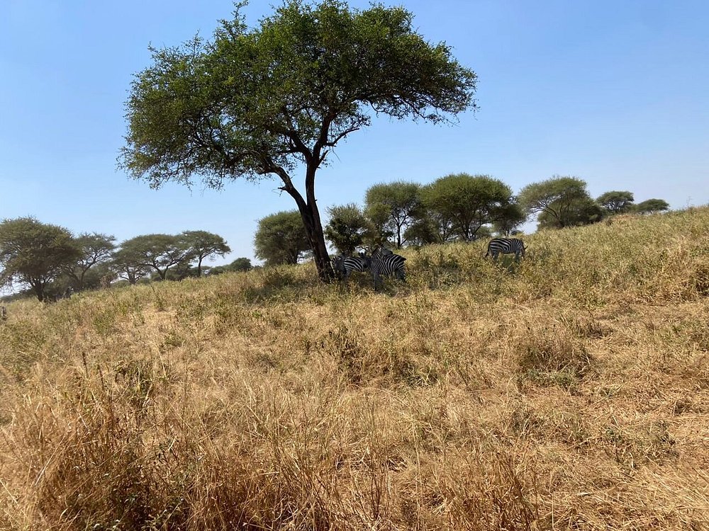 From Arusha: 5 - Day Private Safari to Tarangire, Serengeti, Ngorongoro and Lake Manyara