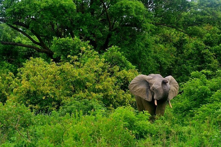 From Arusha: 5 - Day Private Safari to Tarangire, Serengeti, Ngorongoro and Lake Manyara