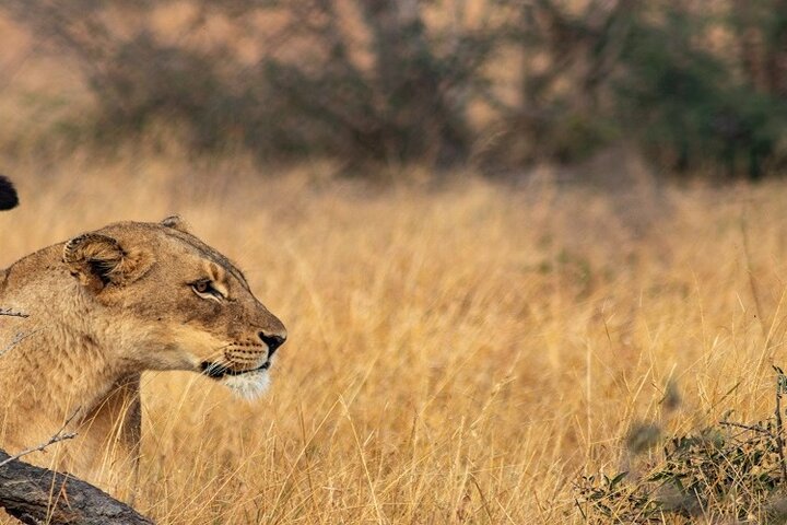 From Arusha: 5 - Day Private Safari to Tarangire, Serengeti, Ngorongoro and Lake Manyara