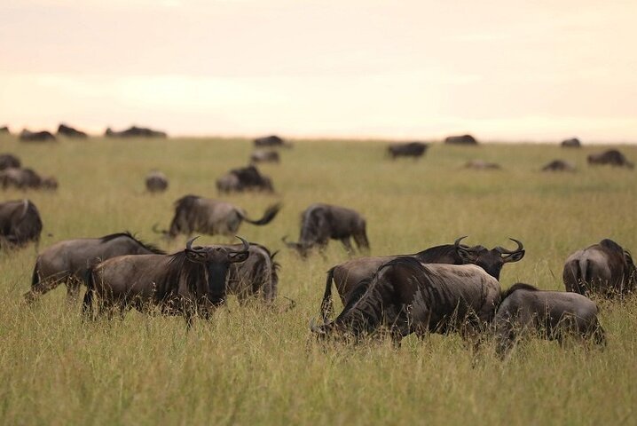 From Arusha: 5 - Day Private Safari to Tarangire, Serengeti, Ngorongoro and Lake Manyara