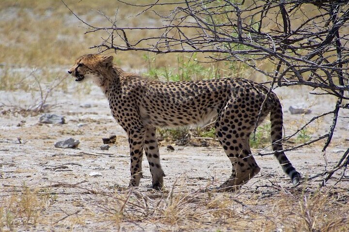 From Arusha: 5 - Day Private Safari to Tarangire, Serengeti, Ngorongoro and Lake Manyara