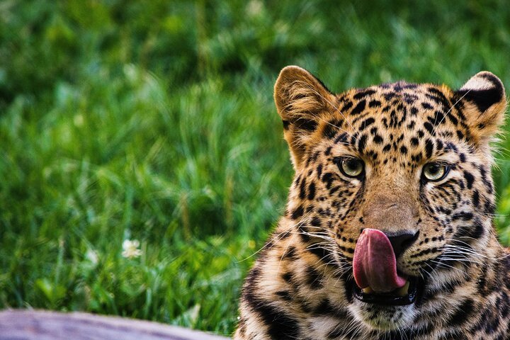 From Arusha: 5 - Day Private Safari to Tarangire, Serengeti, Ngorongoro and Lake Manyara