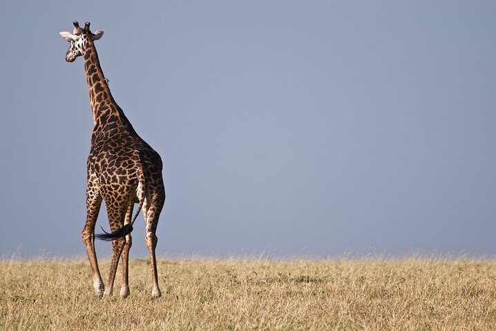 From Arusha: 5 - Day Private Safari to Tarangire, Serengeti, Ngorongoro and Lake Manyara