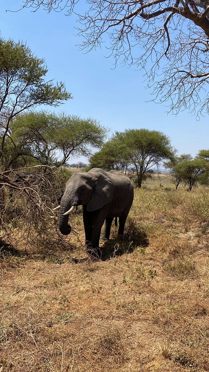 From Arusha: 5 - Day Private Safari to Tarangire, Serengeti, Ngorongoro and Lake Manyara