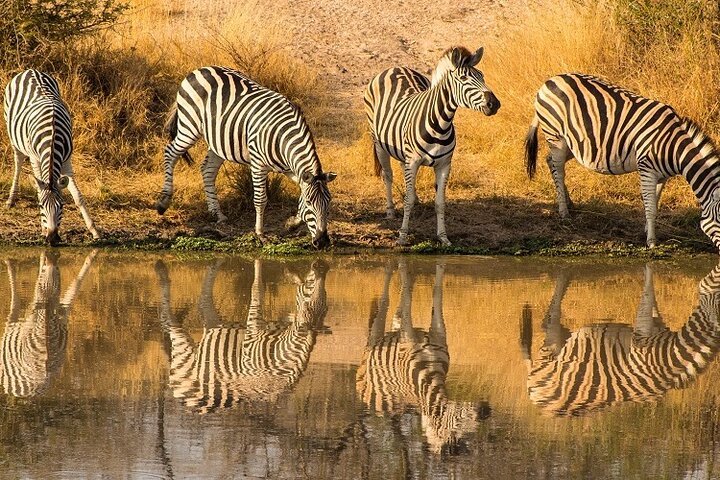 From Arusha: 5 - Day Private Safari to Tarangire, Serengeti, Ngorongoro and Lake Manyara