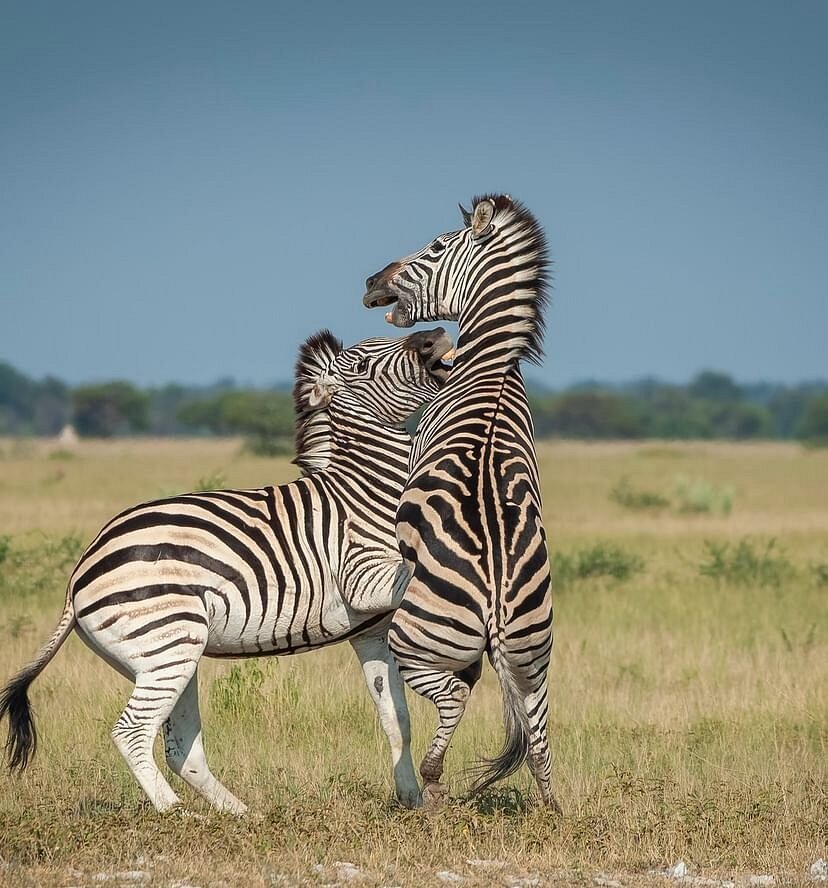 From Arusha: 5 - Day Private Safari to Tarangire, Serengeti, Ngorongoro and Lake Manyara