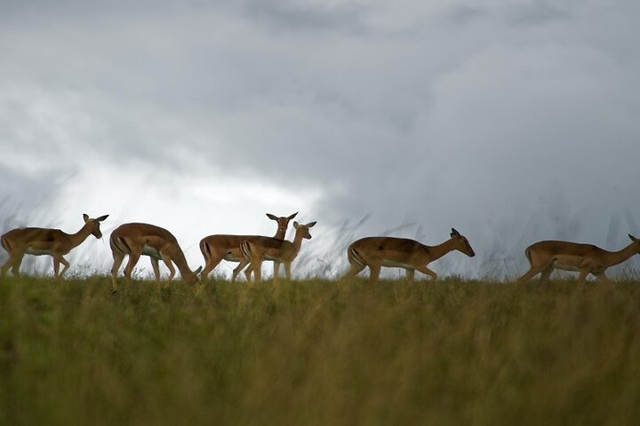 From Arusha: 5 - Day Private Safari to Tarangire, Serengeti, Ngorongoro and Lake Manyara