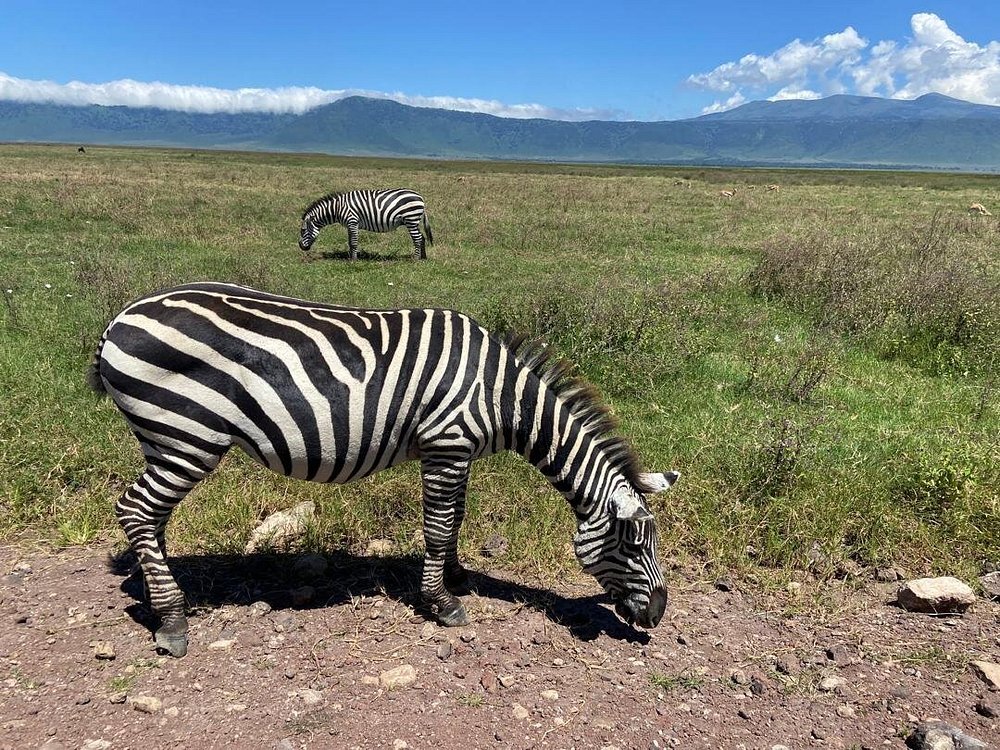 From Arusha: 5 - Day Private Safari to Tarangire, Serengeti, Ngorongoro and Lake Manyara