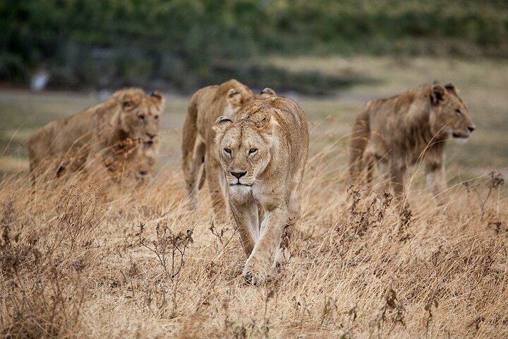 From Arusha: 5 - Day Private Safari to Tarangire, Serengeti, Ngorongoro and Lake Manyara