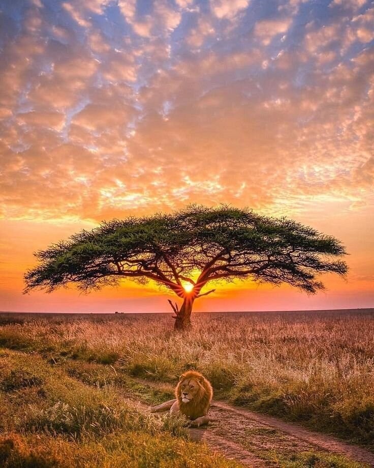 From Arusha: 5 - Day Private Safari to Tarangire, Serengeti, Ngorongoro and Lake Manyara