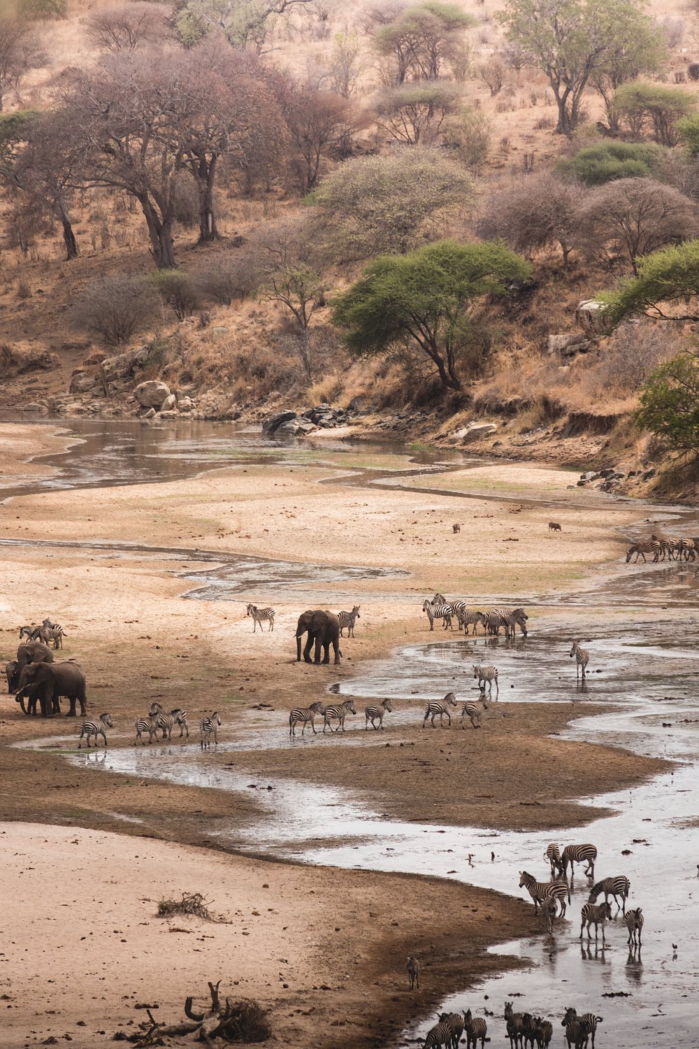 From Arusha: 5 - Day Private Safari to Tarangire, Serengeti, Ngorongoro and Lake Manyara