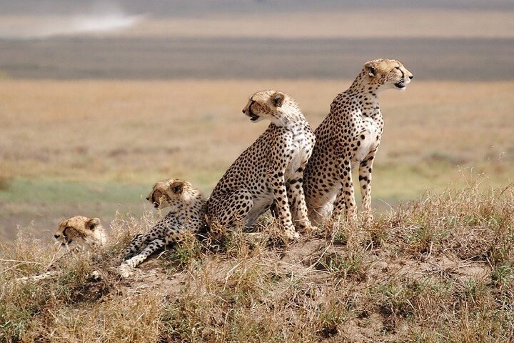 From Arusha: 5 - Day Private Safari to Tarangire, Serengeti, Ngorongoro and Lake Manyara
