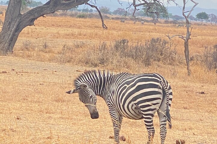 From Dar es Salaam: 2 - Days Mikumi National Park Private Safari