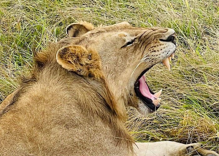 From Dar es Salaam: 2 - Days Mikumi National Park Private Safari