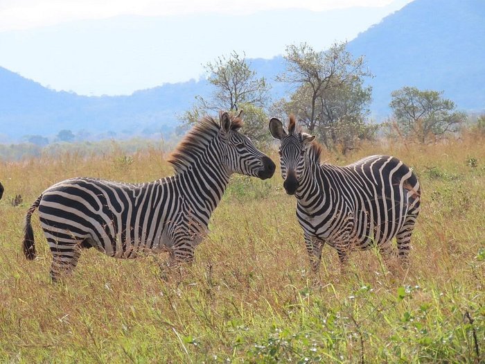 From Dar es Salaam: 2 - Days Mikumi National Park Private Safari