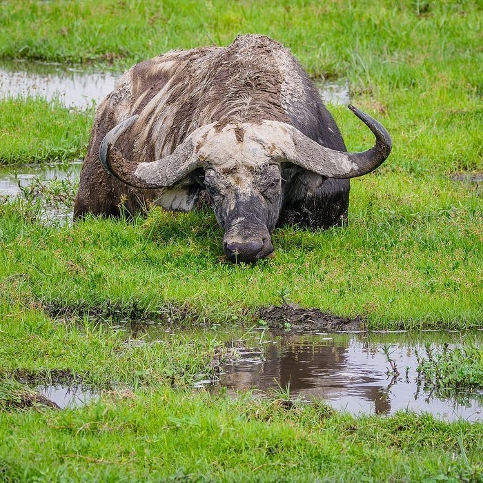 From Dar es Salaam: 2 - Days Mikumi National Park Private Safari