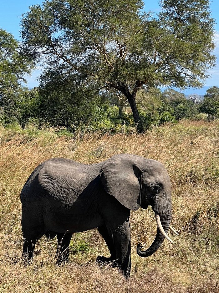 From Dar es Salaam: 2 - Days Mikumi National Park Private Safari