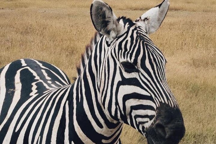 From Dar es Salaam: 2 - Days Mikumi National Park Private Safari