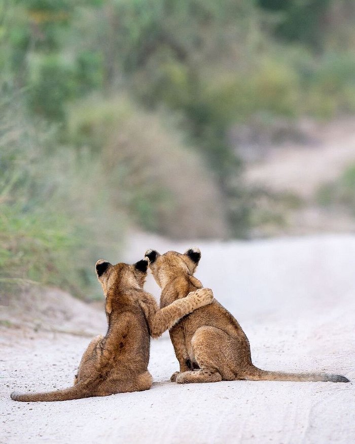 From Dar es Salaam: 2 - Days Mikumi National Park Private Safari