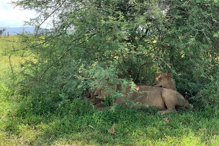From Dar es Salaam: 2 - Days Mikumi National Park Private Safari