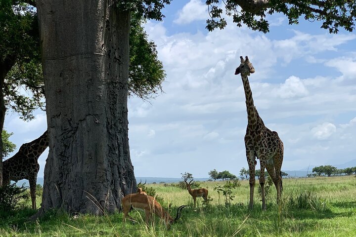 From Dar es Salaam: 2 - Days Mikumi National Park Private Safari