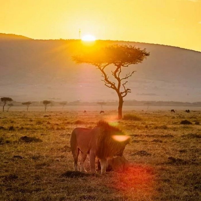 From Dar es Salaam: 2 - Days Mikumi National Park Private Safari