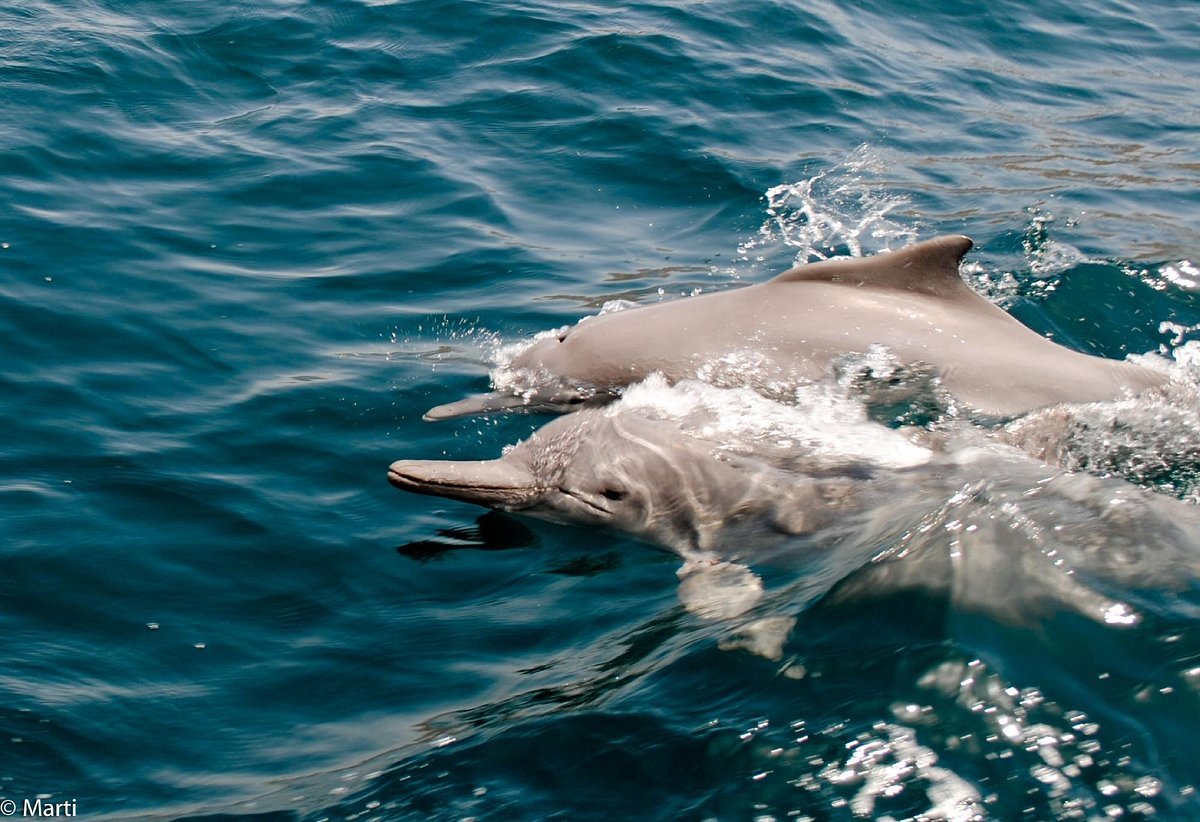 From Khasab: Fjords of Musandam Dhow Cruise with Buffet Lunch