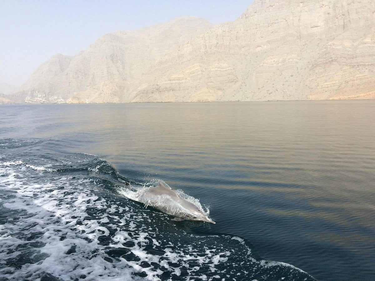 From Khasab: Fjords of Musandam Dhow Cruise with Buffet Lunch
