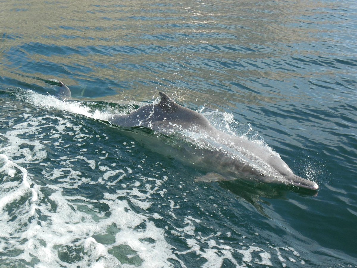 From Khasab: Fjords of Musandam Dhow Cruise with Buffet Lunch