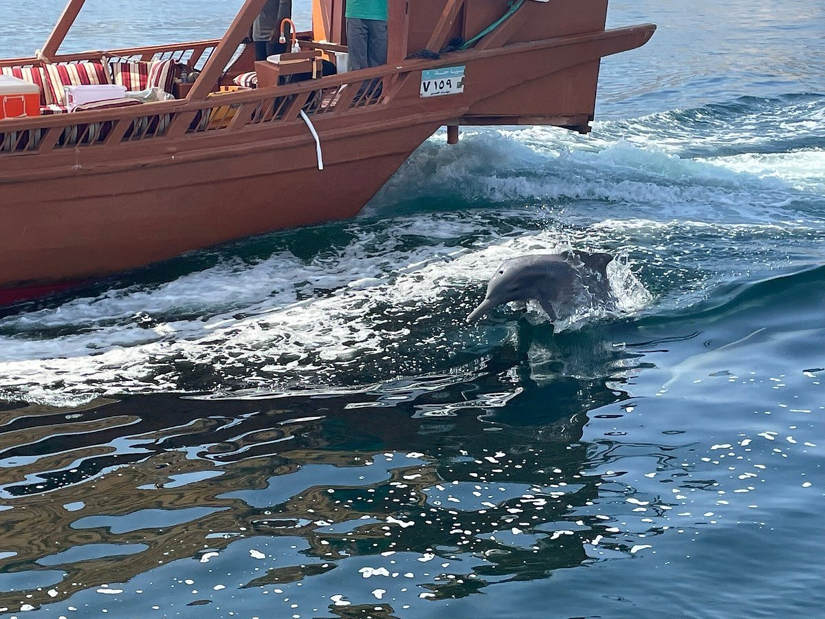 From Khasab: Fjords of Musandam Dhow Cruise with Buffet Lunch