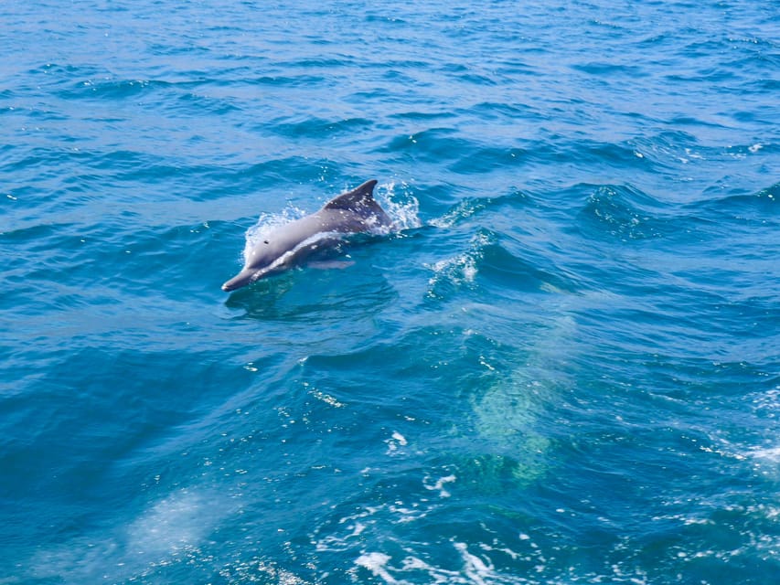 From Khasab: Fjords of Musandam Dhow Cruise with Buffet Lunch