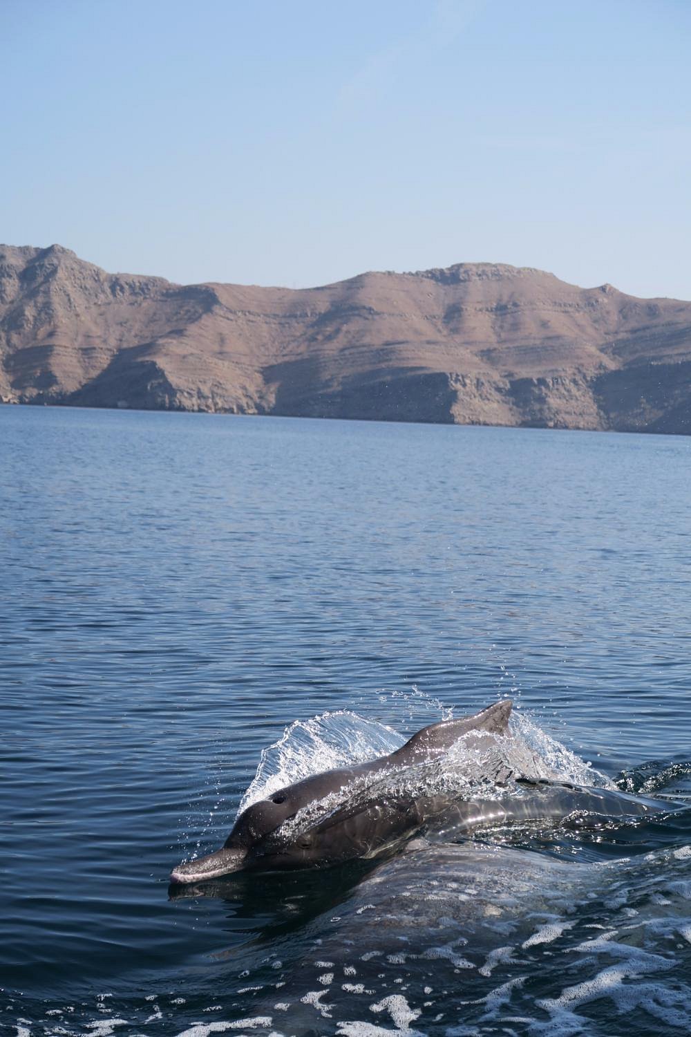 From Khasab: Fjords of Musandam Dhow Cruise with Buffet Lunch