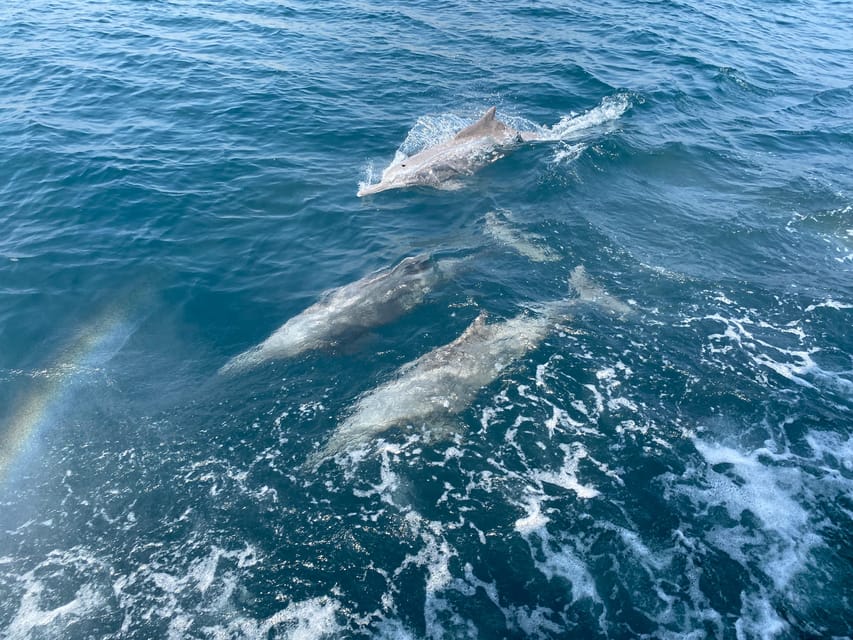 From Khasab: Fjords of Musandam Dhow Cruise with Buffet Lunch