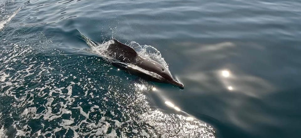 From Khasab: Fjords of Musandam Dhow Cruise with Buffet Lunch