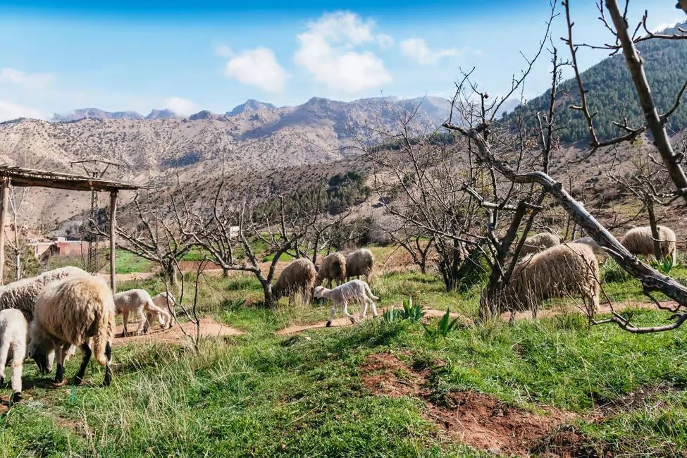 From Marrakech: Atlas Mountains Day Tour with Traditional Berber Lunch
