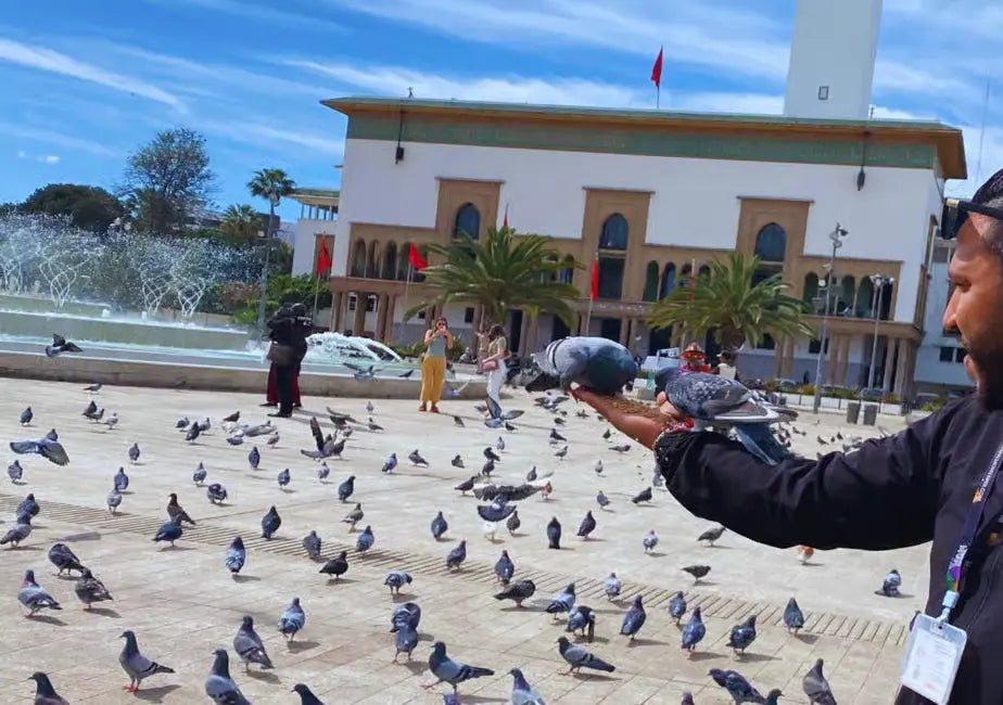 From Marrakech: Casablanca Day Trip with Hassan II Mosque Visit