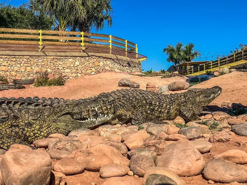 From Marrakech: Full - Day Trip to Agadir with Crocoparc and Beach Visit