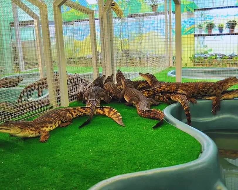From Marrakech: Full - Day Trip to Agadir with Crocoparc and Beach Visit