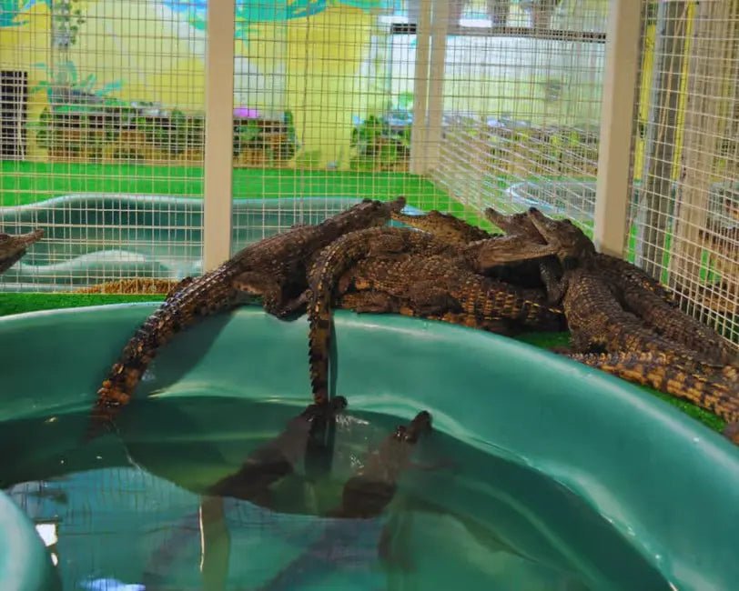 From Marrakech: Full - Day Trip to Agadir with Crocoparc and Beach Visit