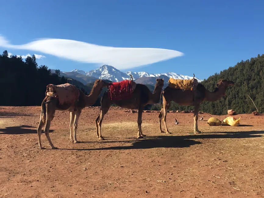 From Marrakech: Ourika Valley and Atlas Mountains Half - Day Trip