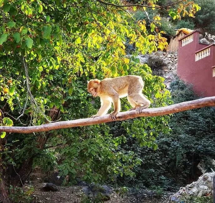 From Marrakech: Ourika Valley and Atlas Mountains Half - Day Trip