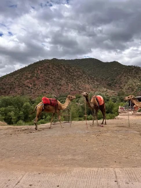 From Marrakech: Ourika Valley Day Trip with Guided Waterfall Hike and Lunch